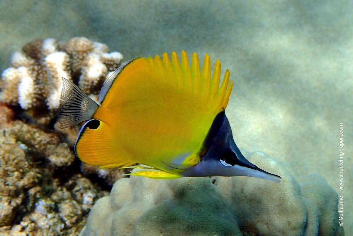 Yellow longnose butterflyfish in Hawaii- lau-wiliwili-nukunuku'oi'oi - Forcipiger flavissimus