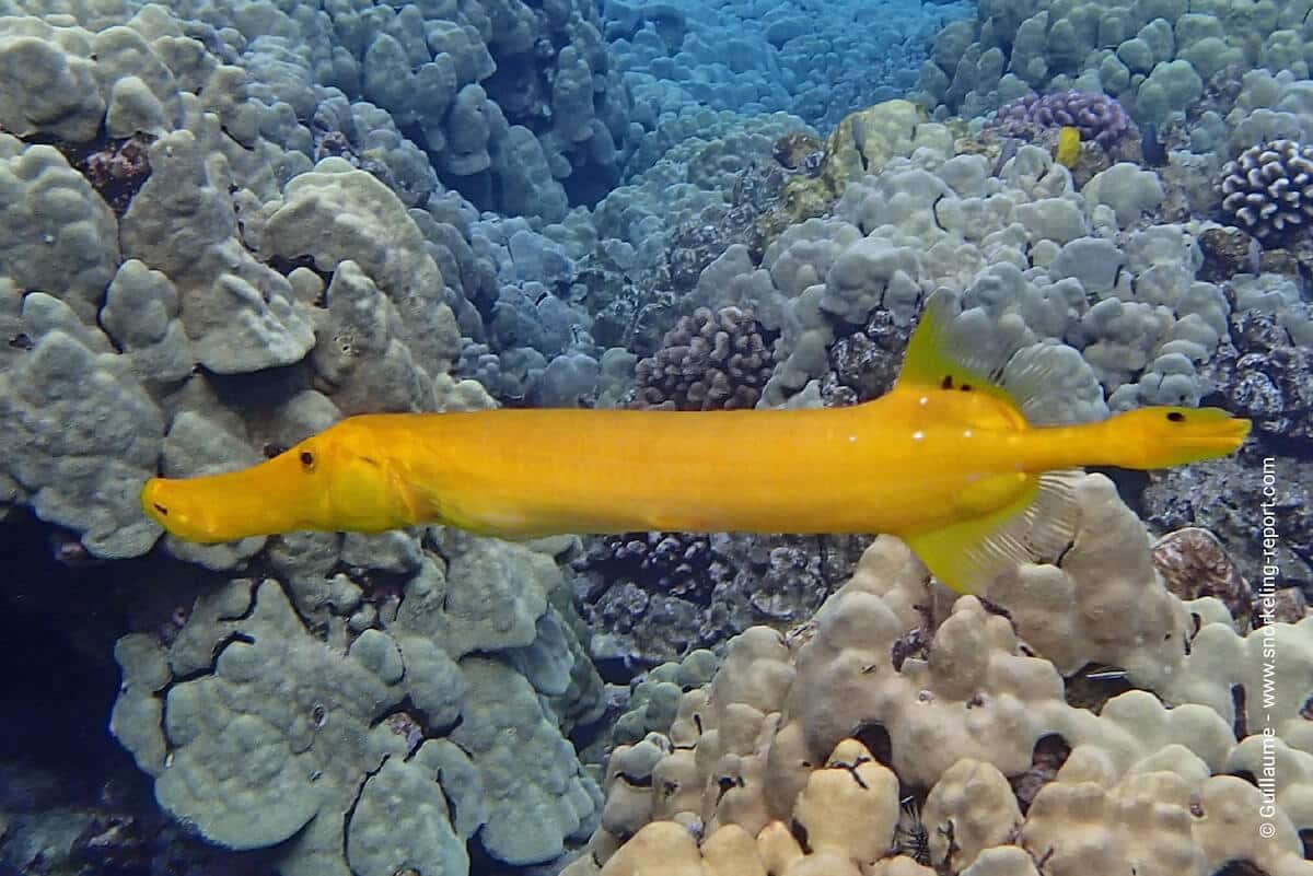 Yellow trumpetfish in Hawaii - nunu - Aulostomus chinensis