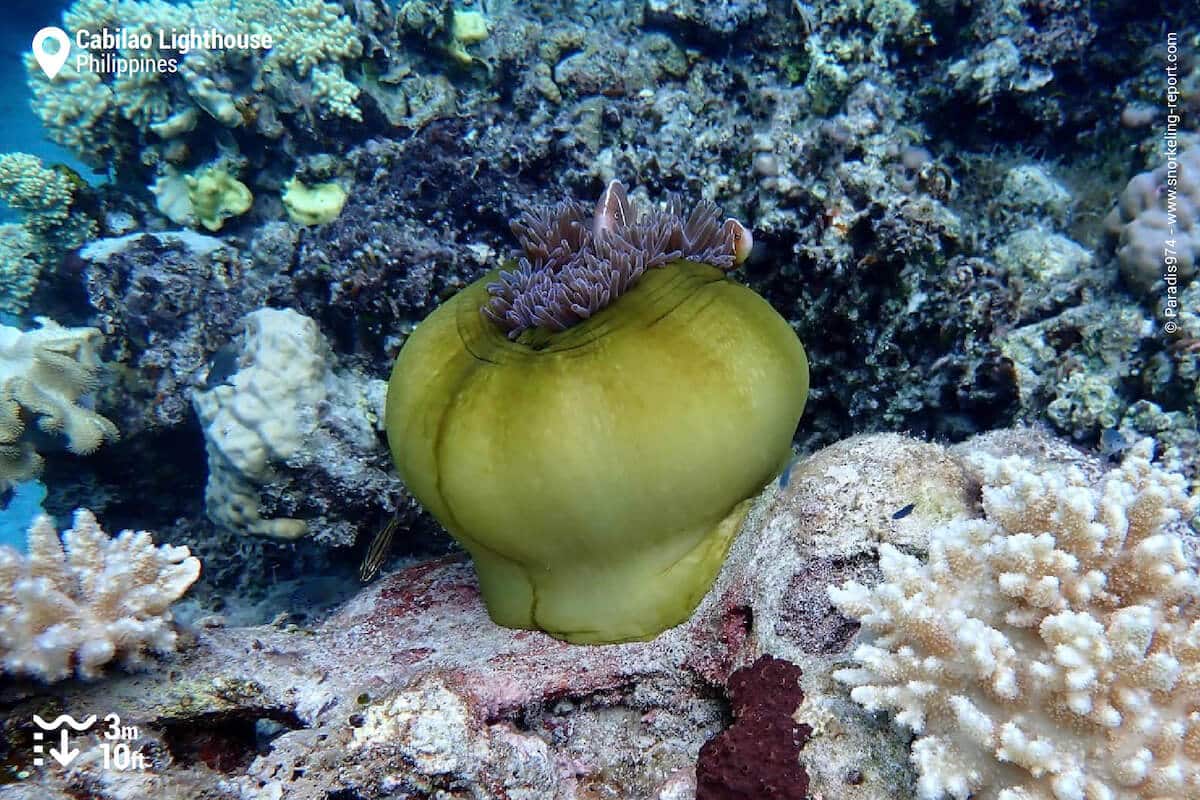 Pink-skunk anemonefish in Cabilao