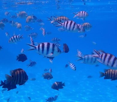 Bora Bora Aquarium