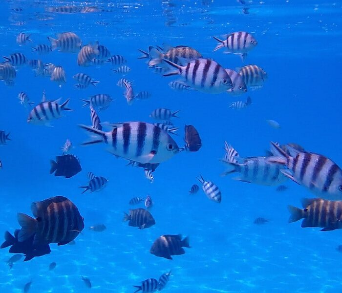 L’Aquarium de Bora Bora