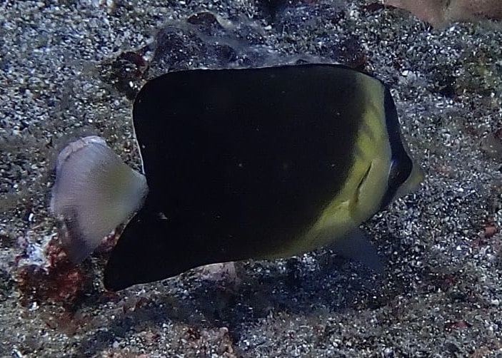 Chaetodon blackburnii