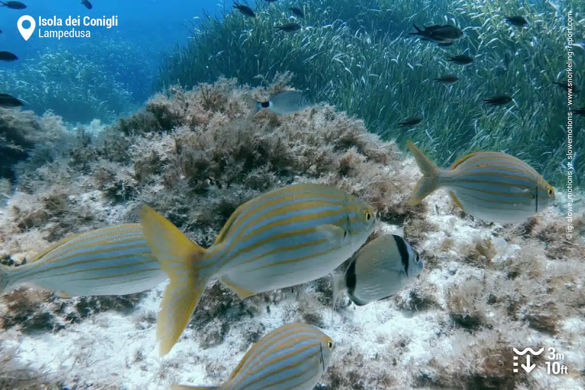 Colorful fish in Lampedusa