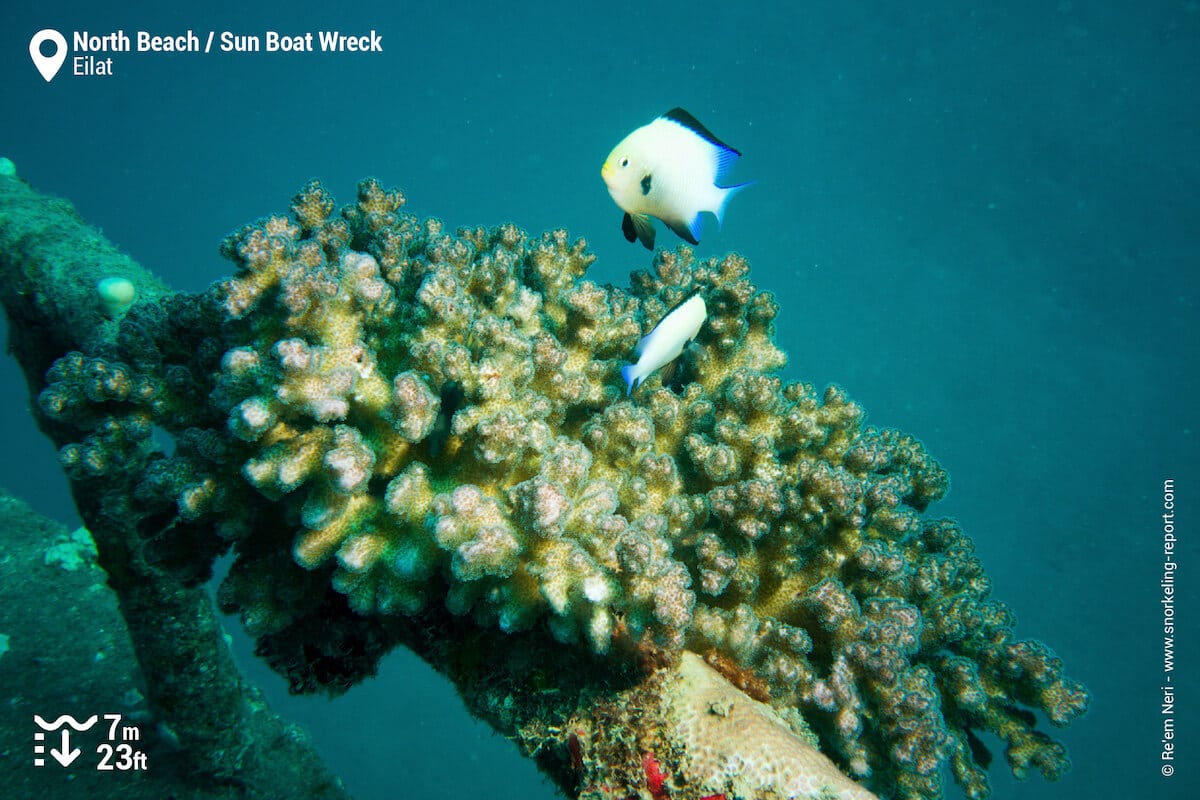 Coral and damselfish on the wreck