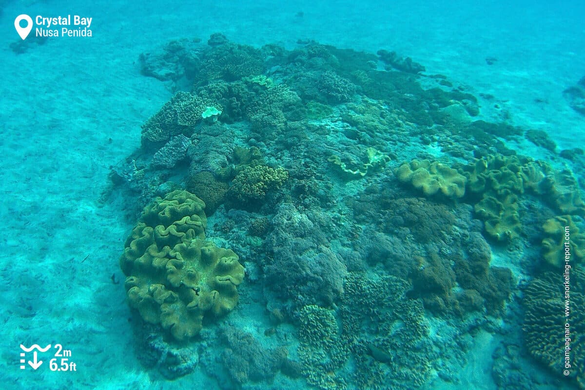 Coral patch at Crystal Bay