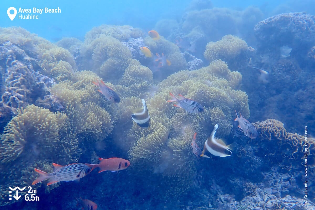 Coral reef at Avea Bay