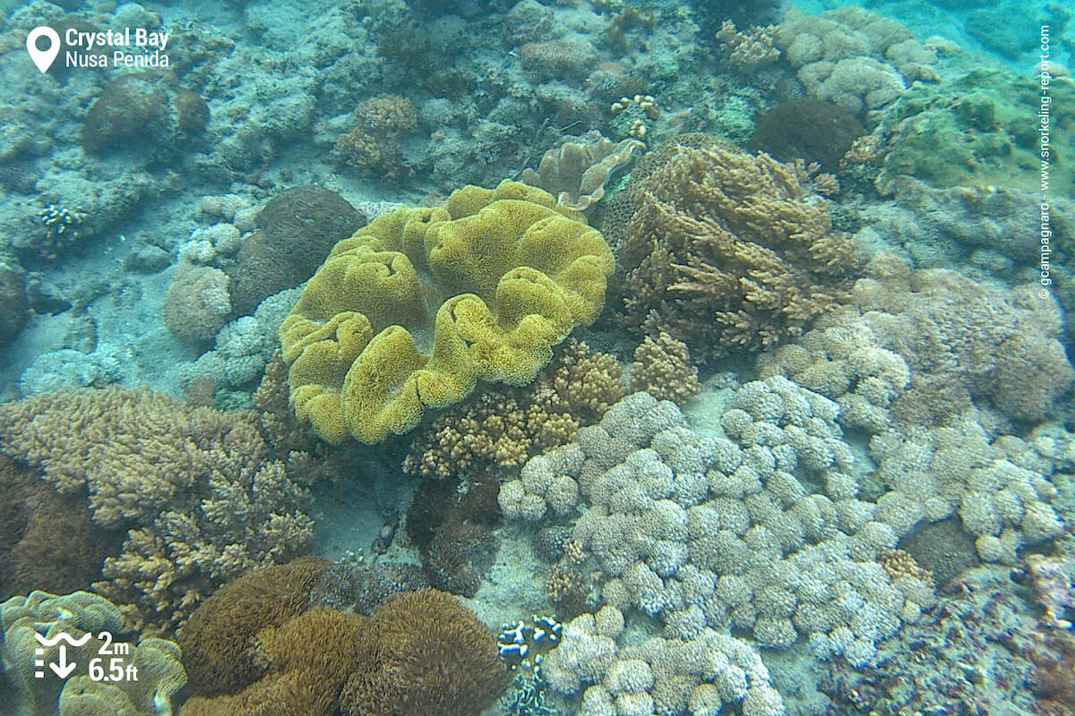 Corals at Crystal Bay