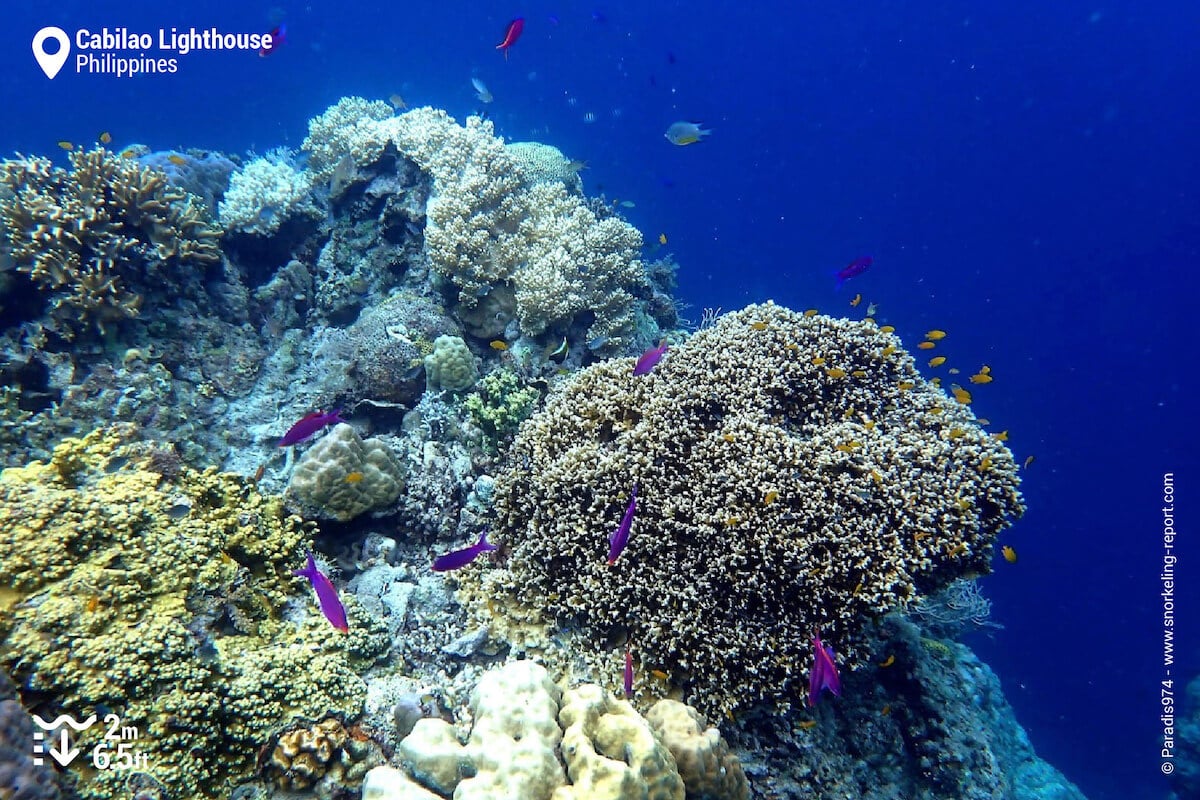 The reef drop off at Cabilao