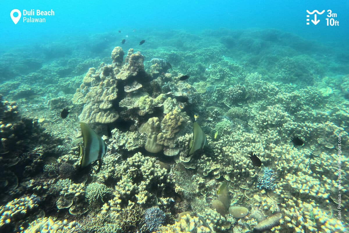 Coral reef at Duli Beach