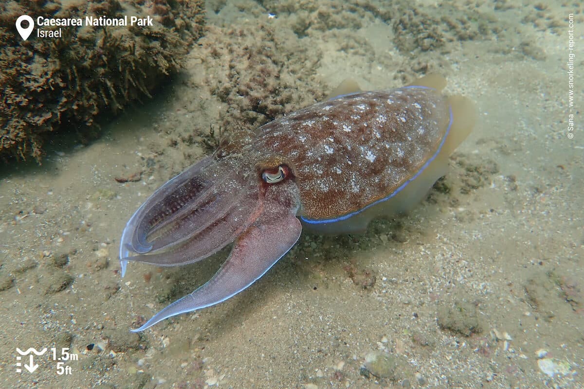 Cuttelfish in Caesarea