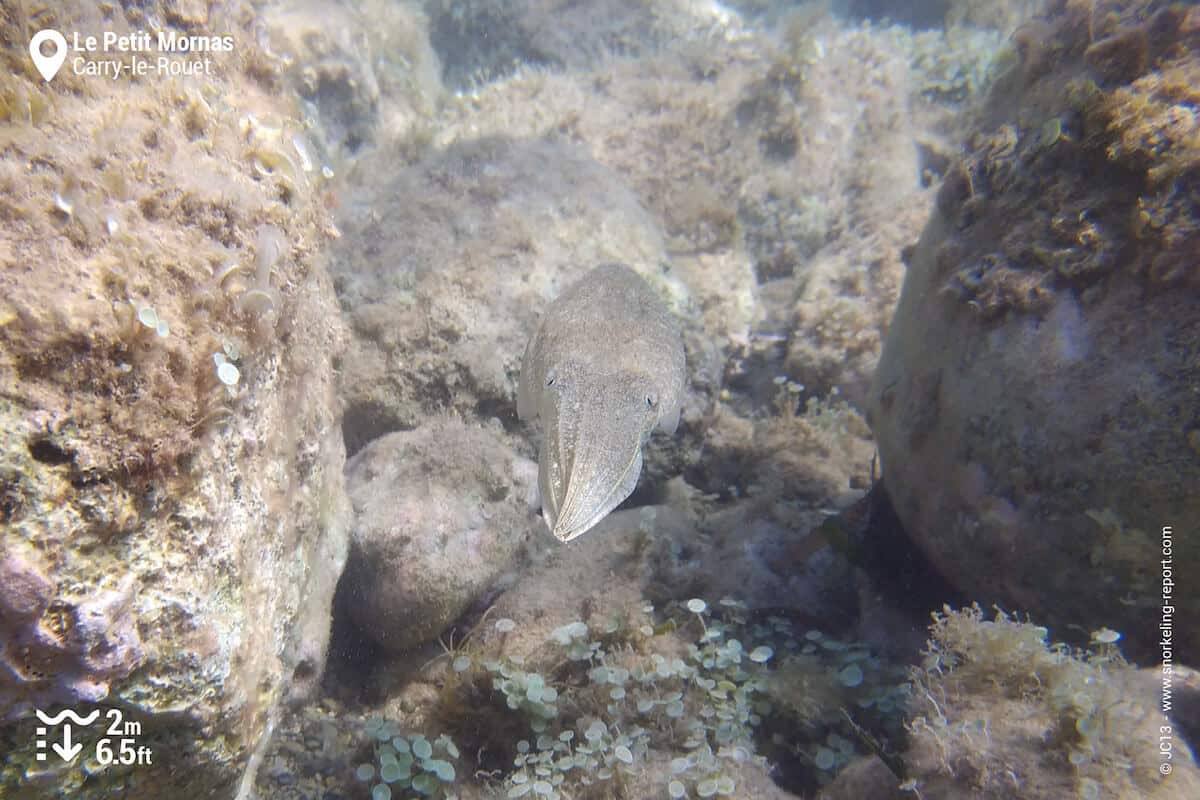 Cuttlefish at Petit Mornas