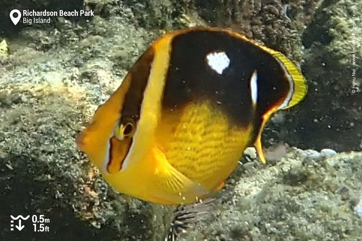 Fourspot butterflyfish at Richardson Beach Park, Hilo