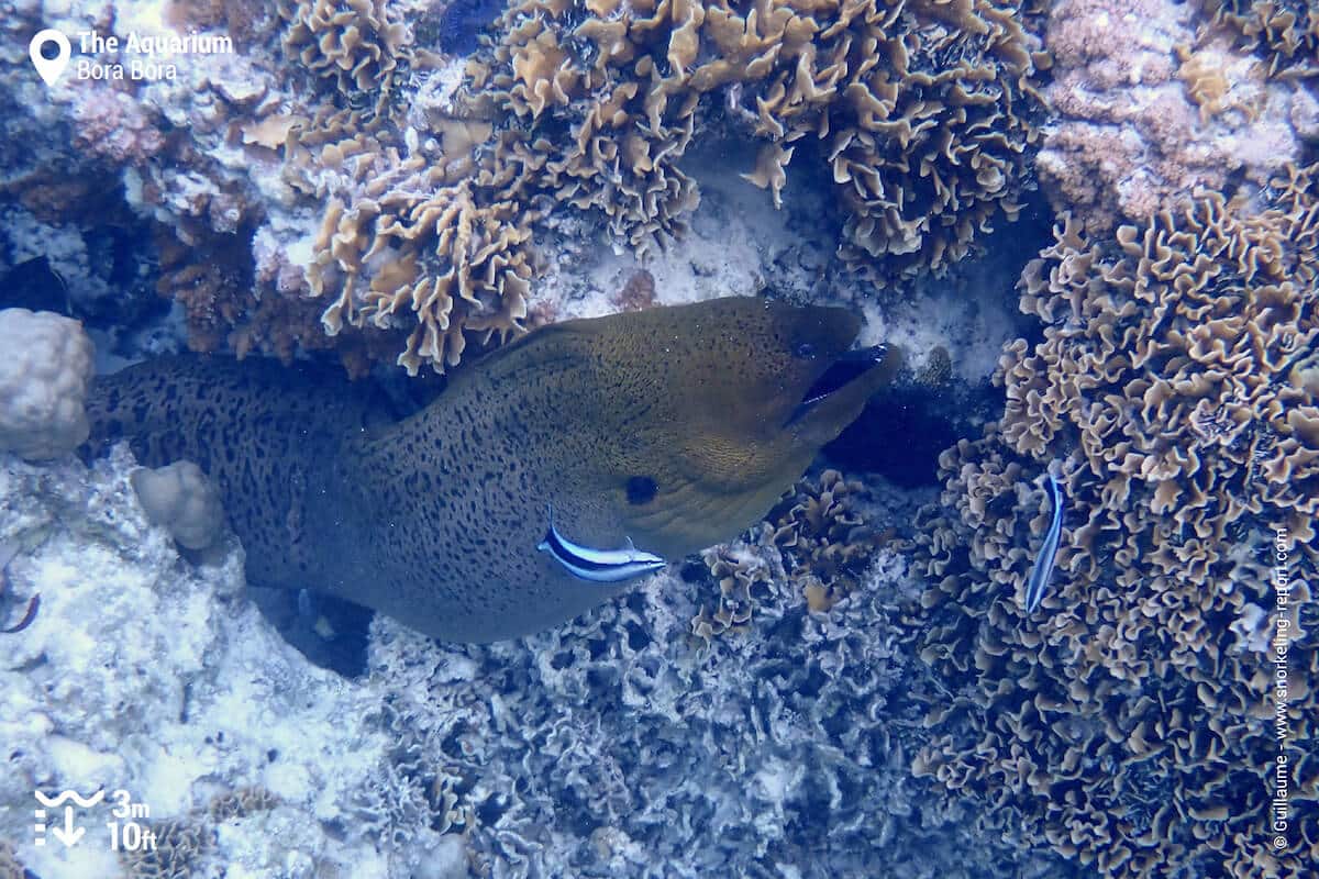 Giant moray eel in Bora Bora