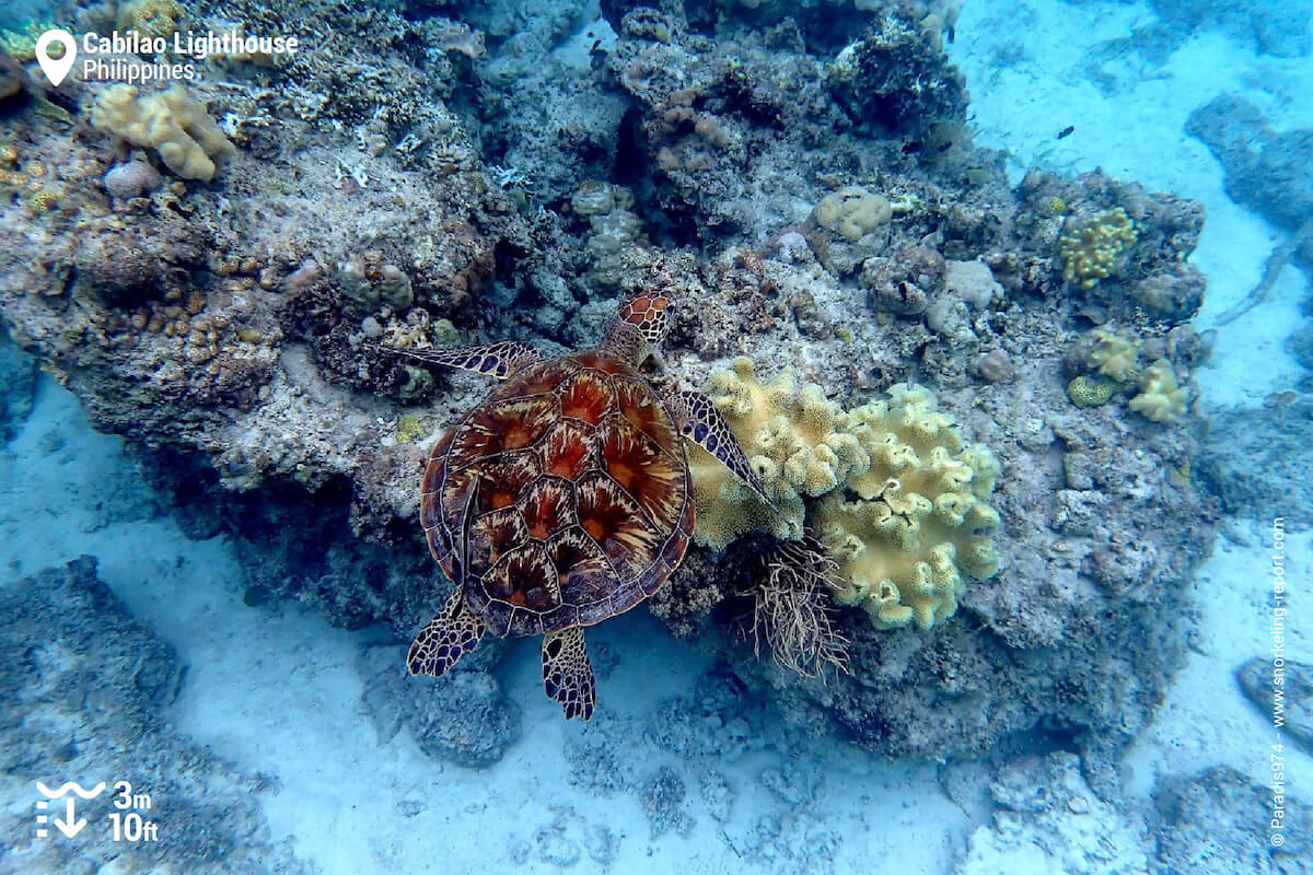 Green sea turtle at Cabilao Lighthouse