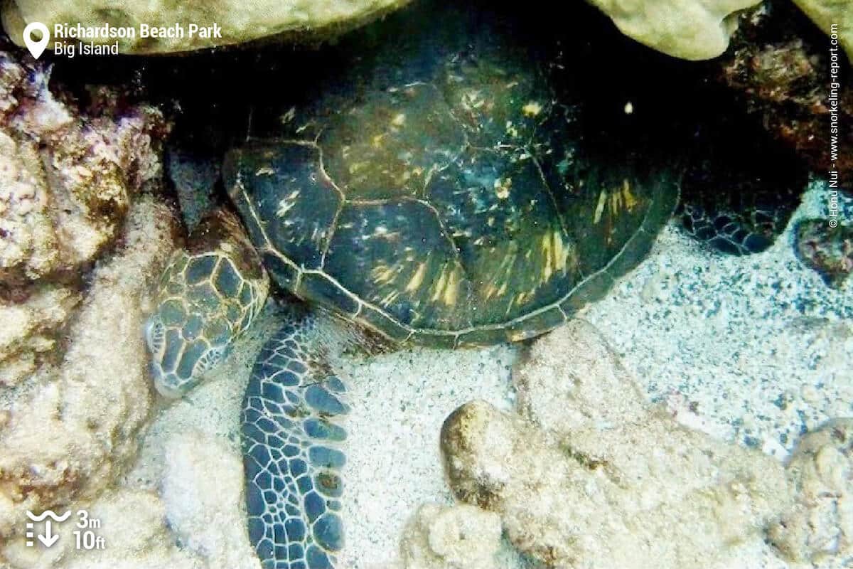 Green sea turtle in Richardson Beach Park, Hilo