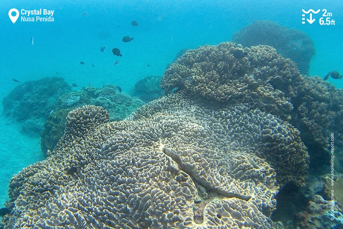 Leather coral at Crystal Bay