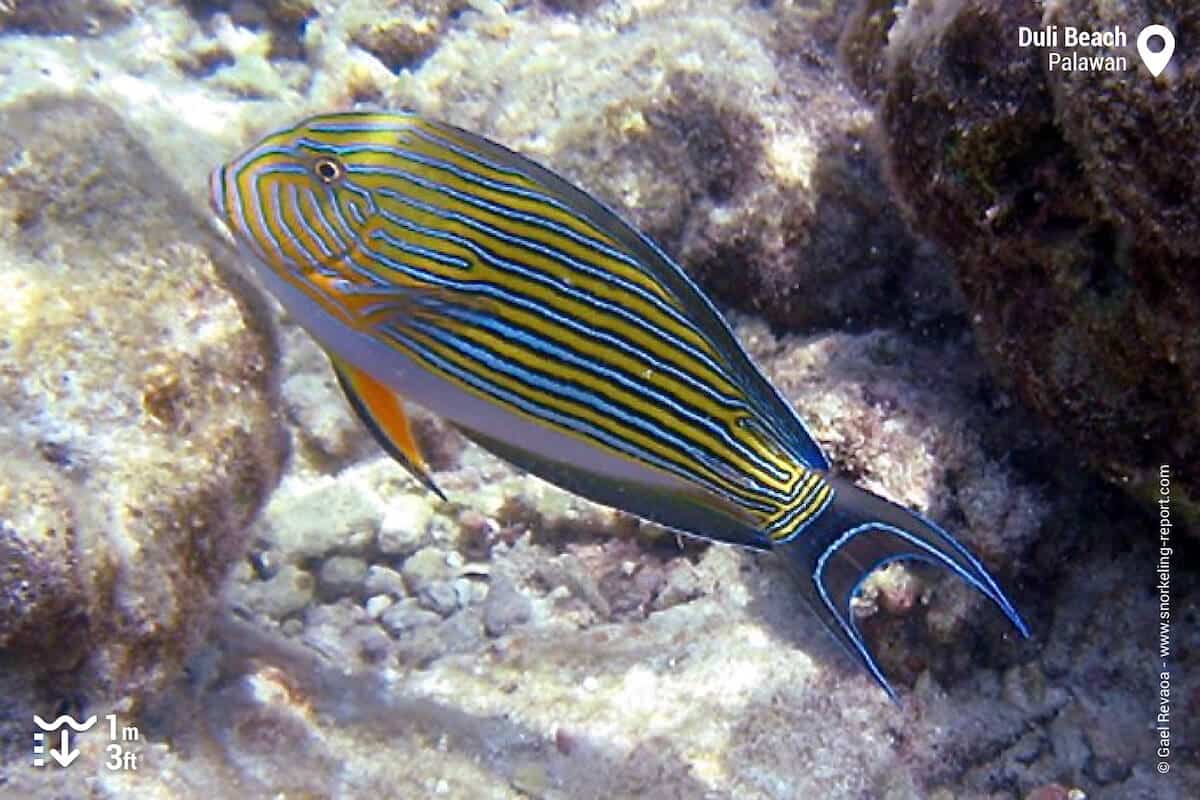 Lined surgeonfish at Duli Beach