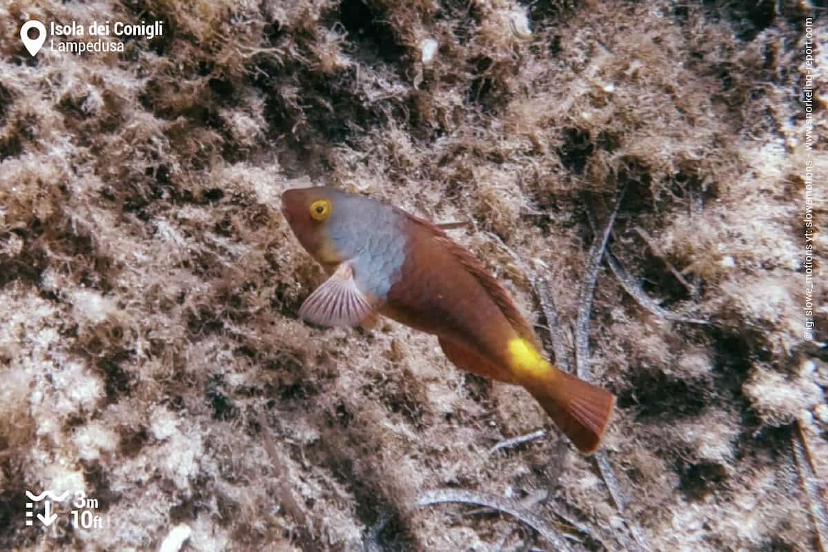 Mediterranean parrotfish terminal phase