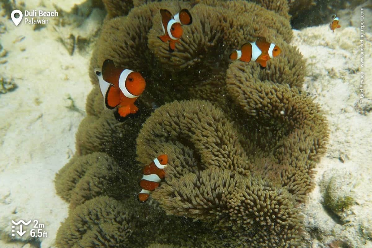 Ocellaris anemonefish at Duli Beach