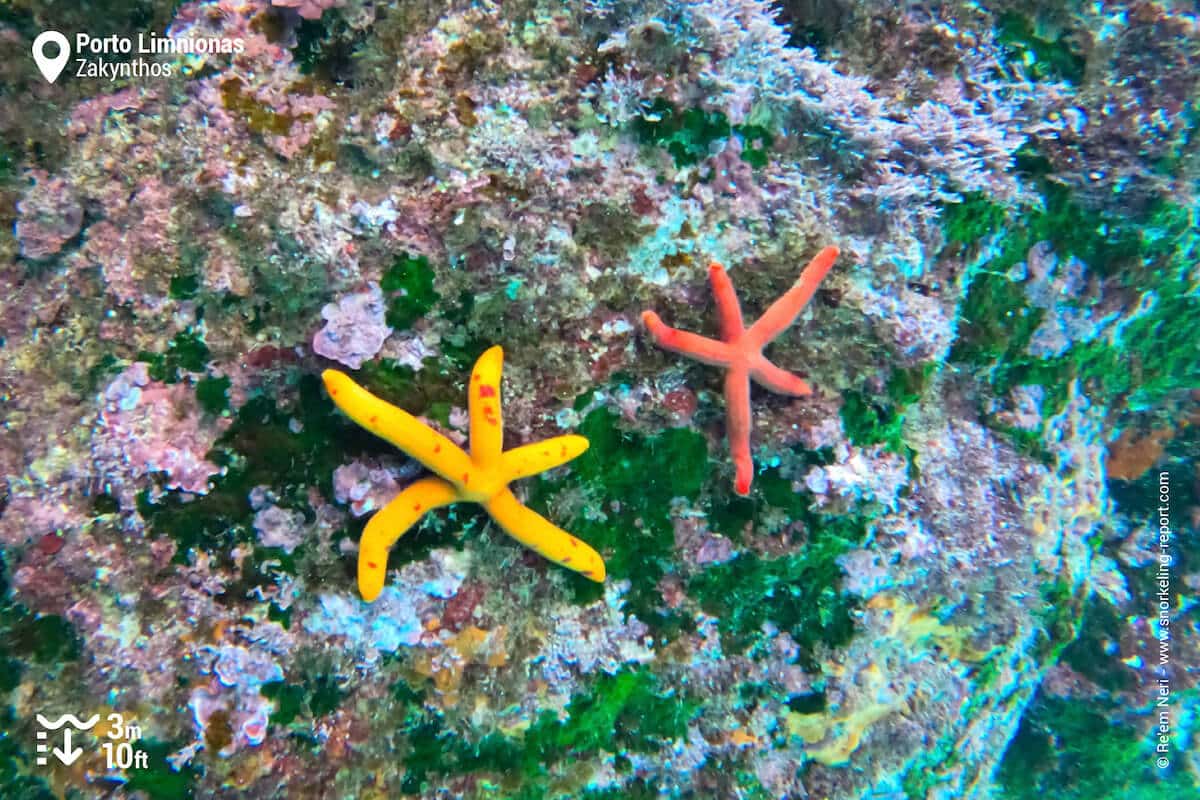 Purple sea stars at Porto Limnionas