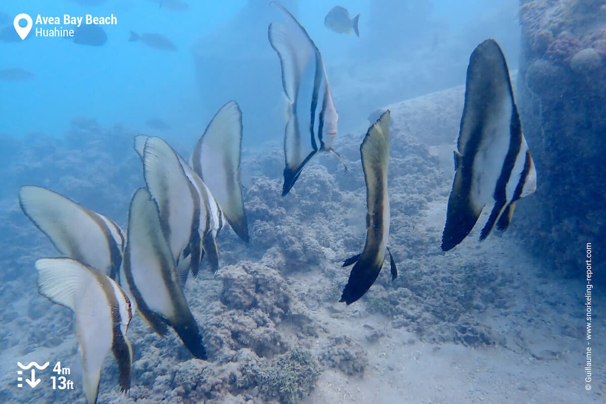 School of batfish at Mahana Hotel, Huahine