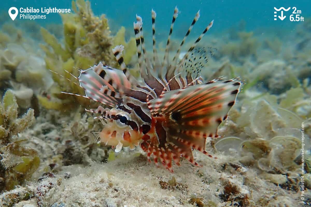 Scorpionfish in Cabilao