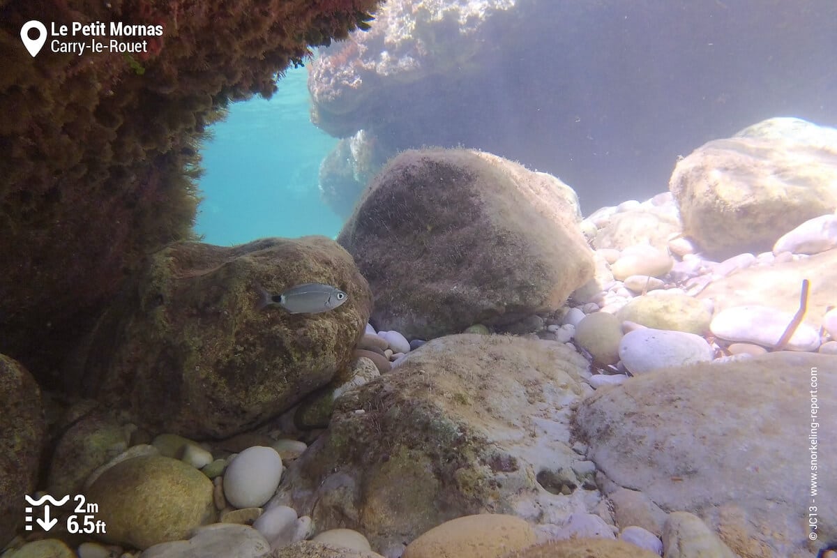 Shallow rocky beds at Petit Mornas