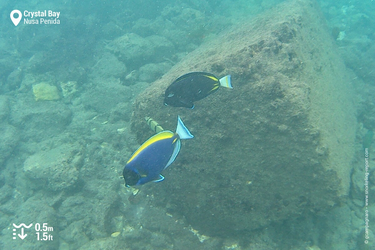 Surgeonfish at Crystal Bay