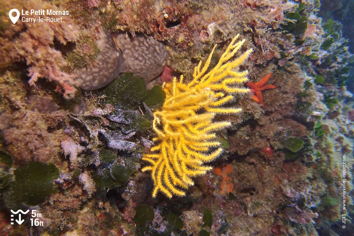 Yellow gorgonian on a rock drop off