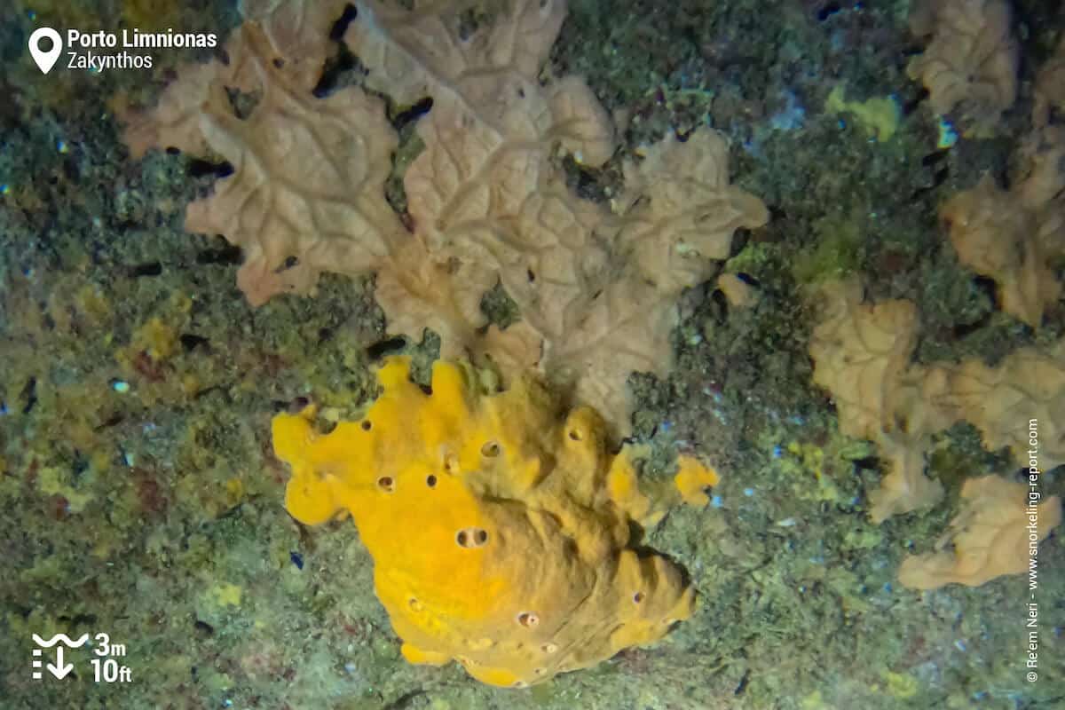 Yellow sponge at Porto Limnionas