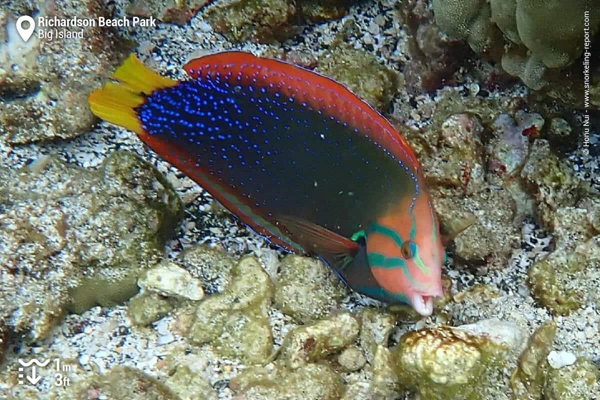 Yellowtail coris at Richardson Beach Park, Hilo