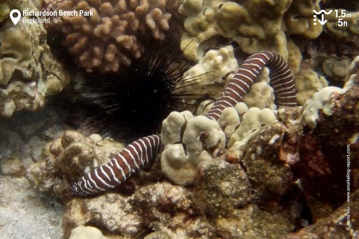 Zebra moray among coral