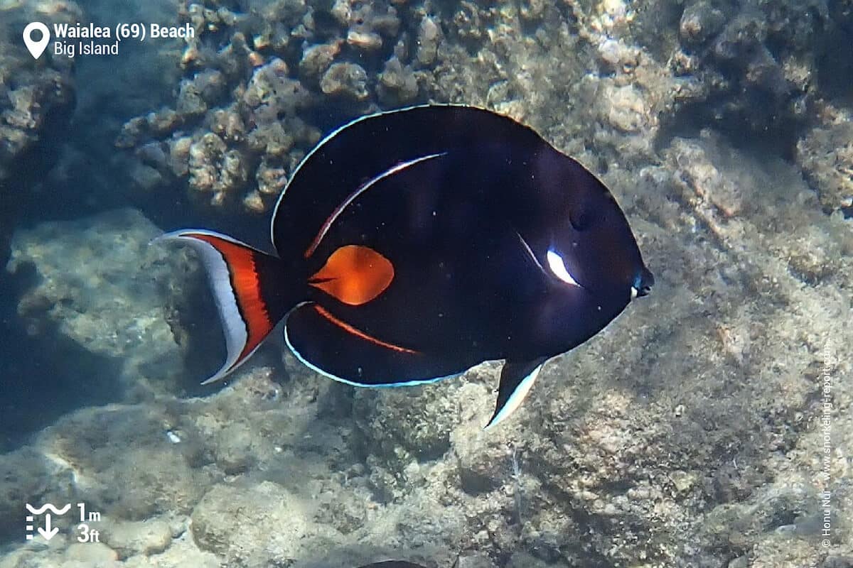 Achilles Tang at Beach 69