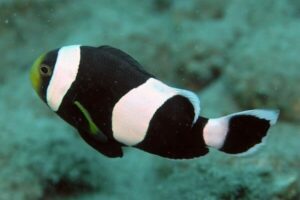 Amphiprion polymnus