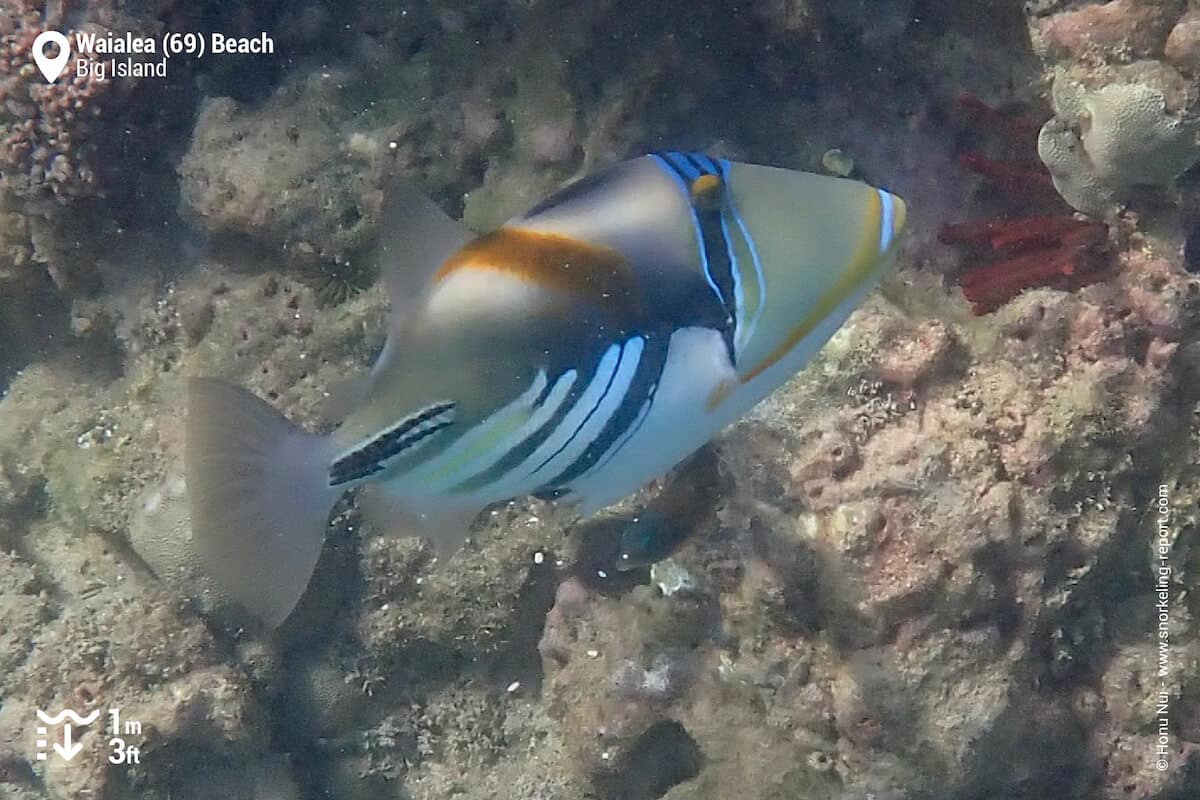 Lagoon triggerfish at Waialea