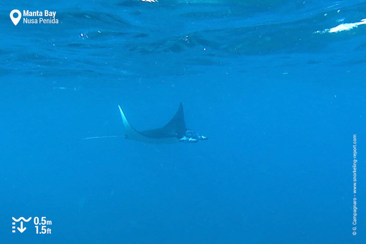 Manta ray in Nusa Penida