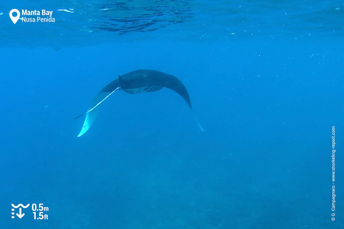 Manta ray at Manta Bay, Nusa Penida