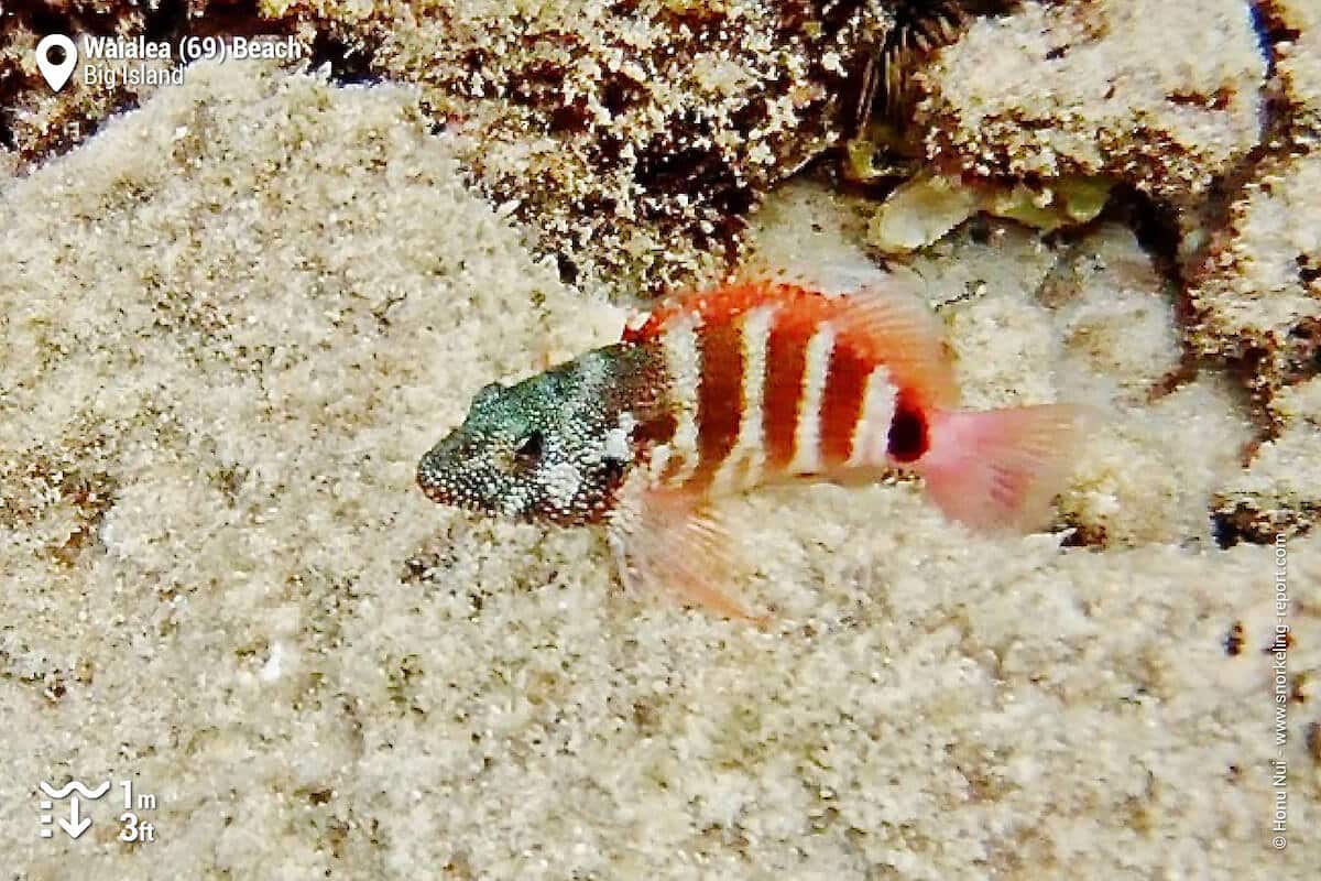 Redbarred hawkfish at Waialea Beach