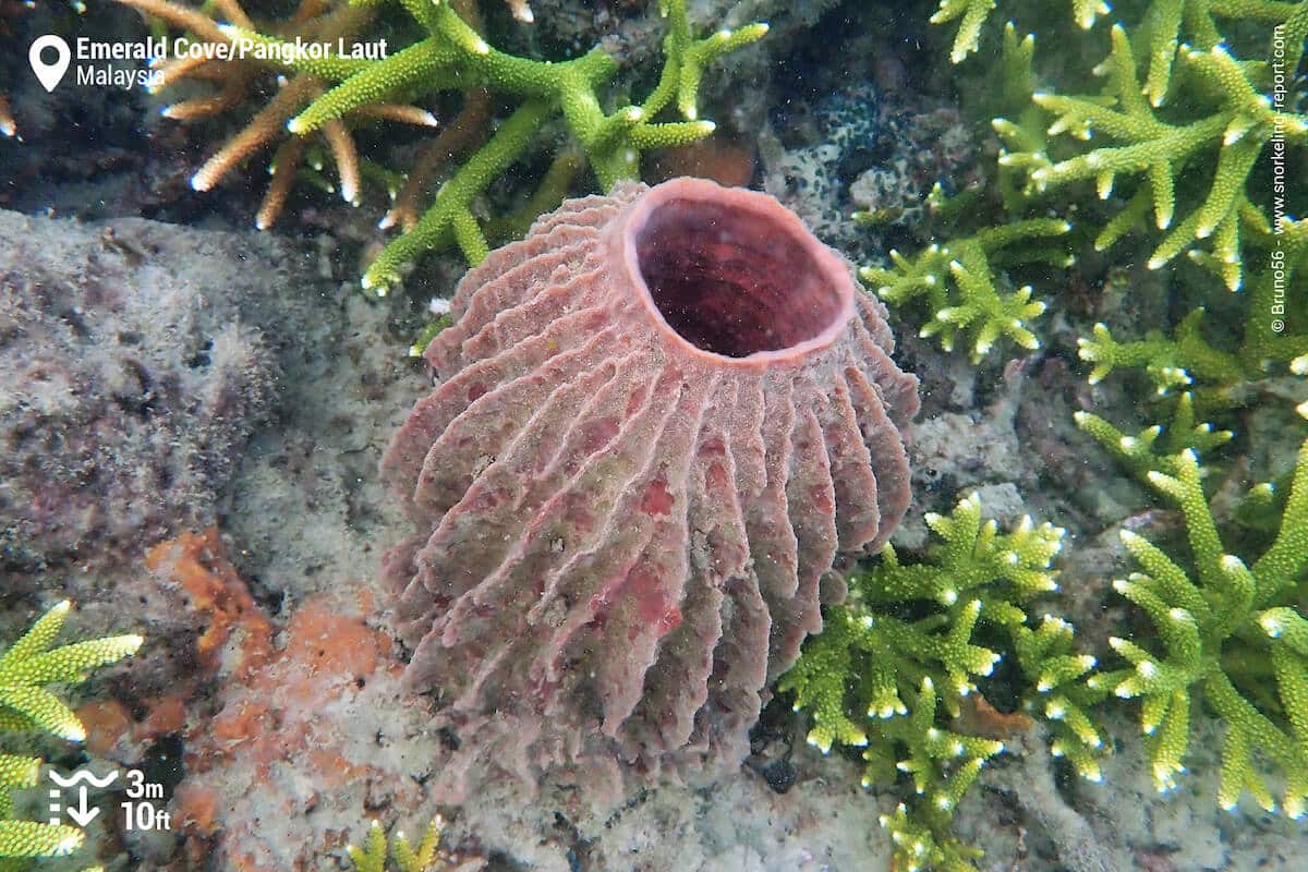 Barrel sponge at Pangkor Laut