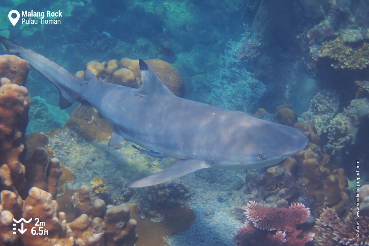 Blacktip reef shark at Malang Rock