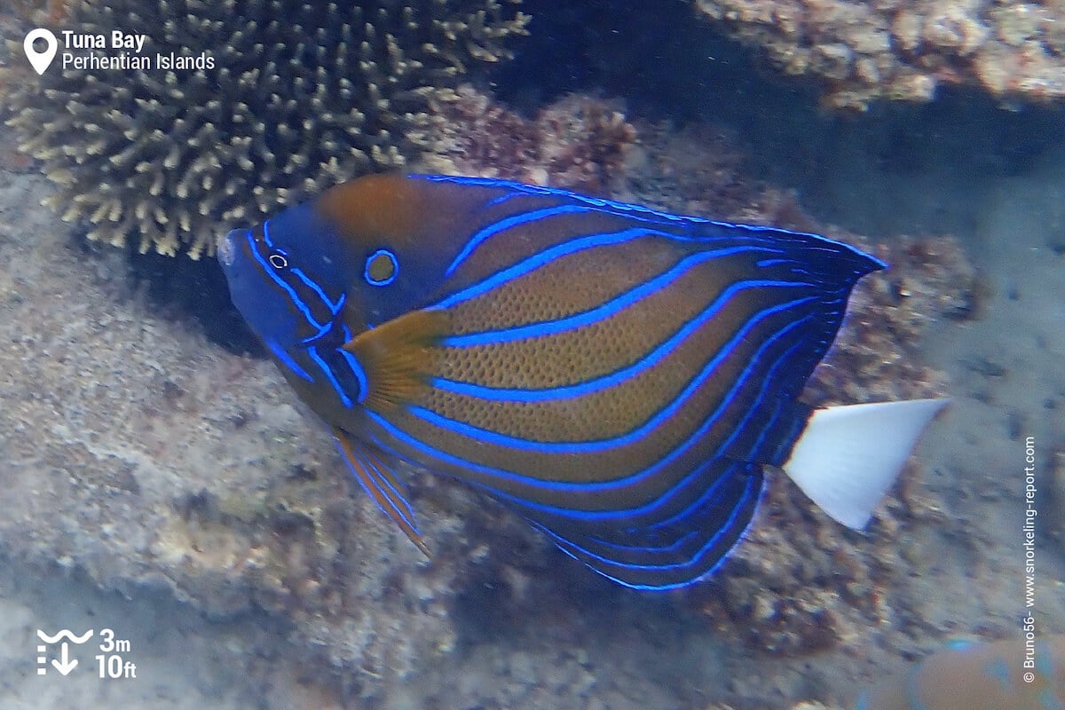 Blue-ring angelfish at Tuna Bay