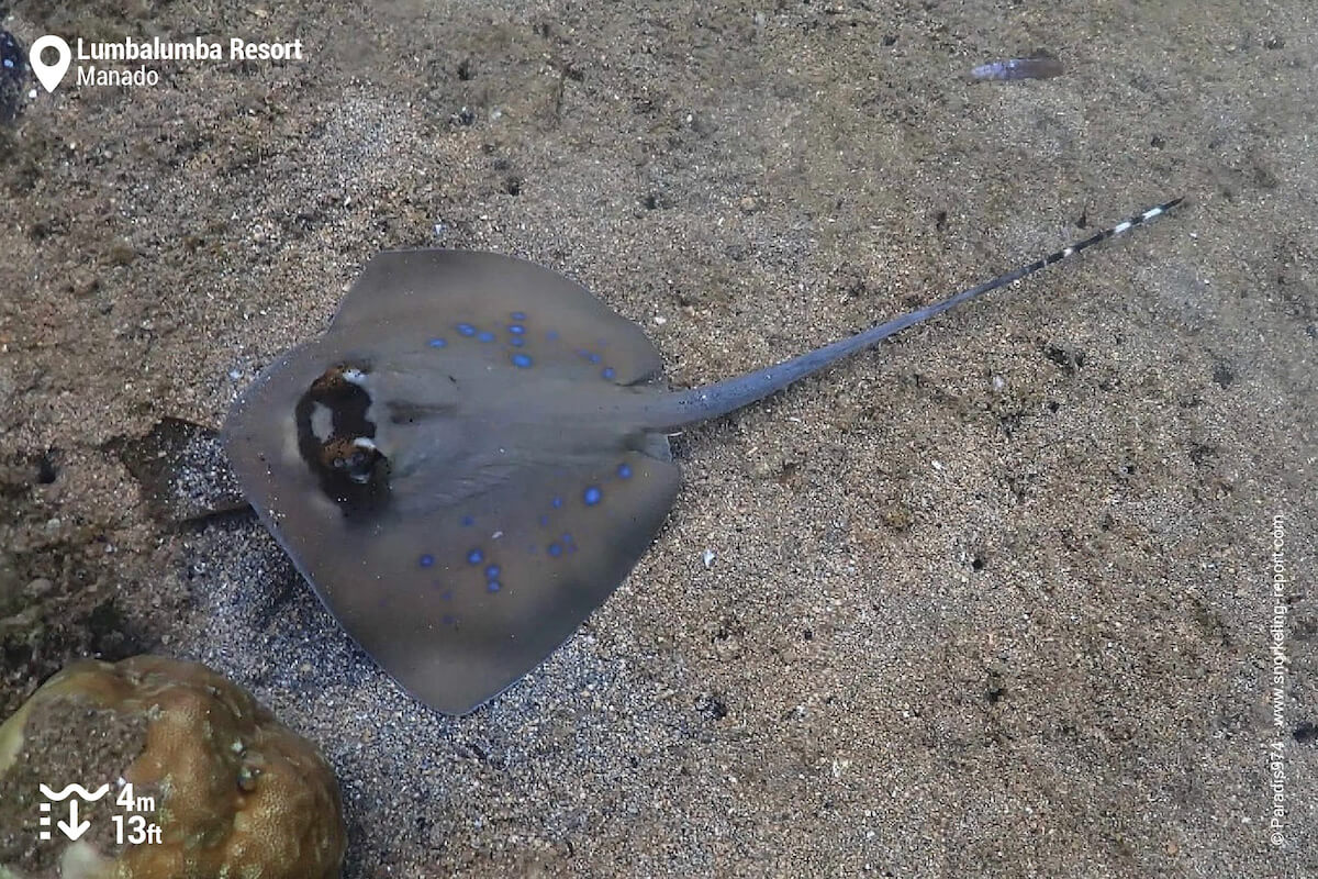 Bluespotted stingray in Manado