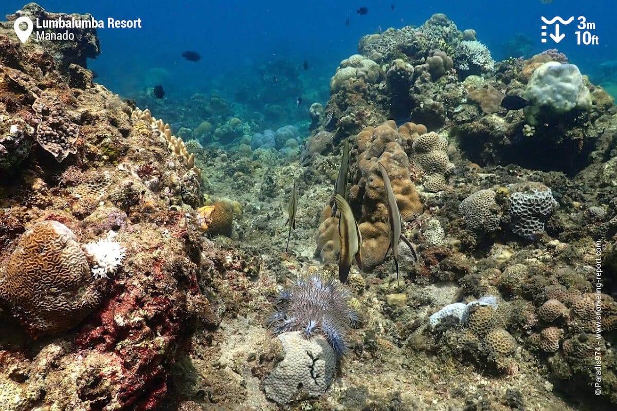 Coral reef at the Lumbalumba Resort