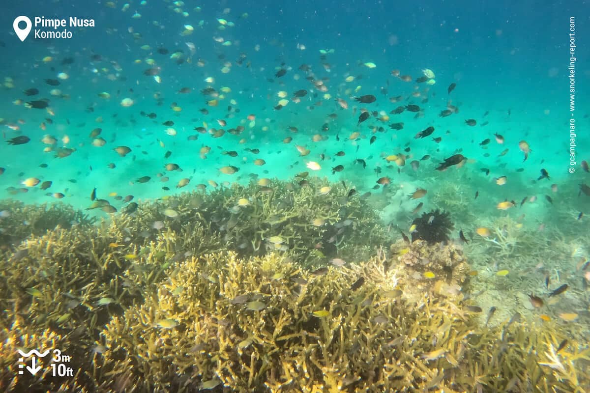 Branching coral reef at Pimpe Nusa