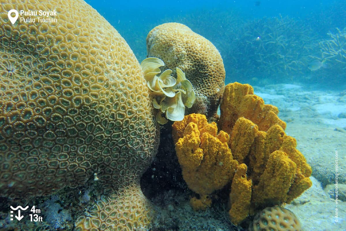 Coral and sponges at Pulau Soyak