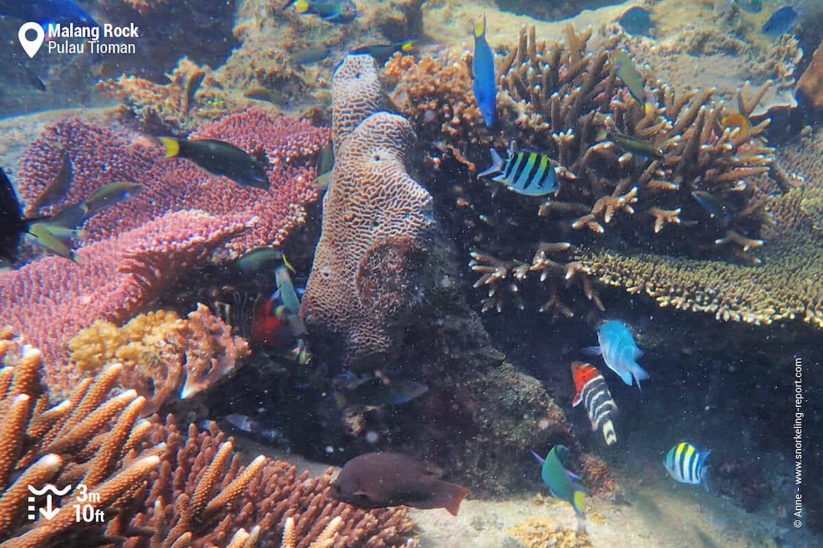 Coral and reef fish at Malang Rock