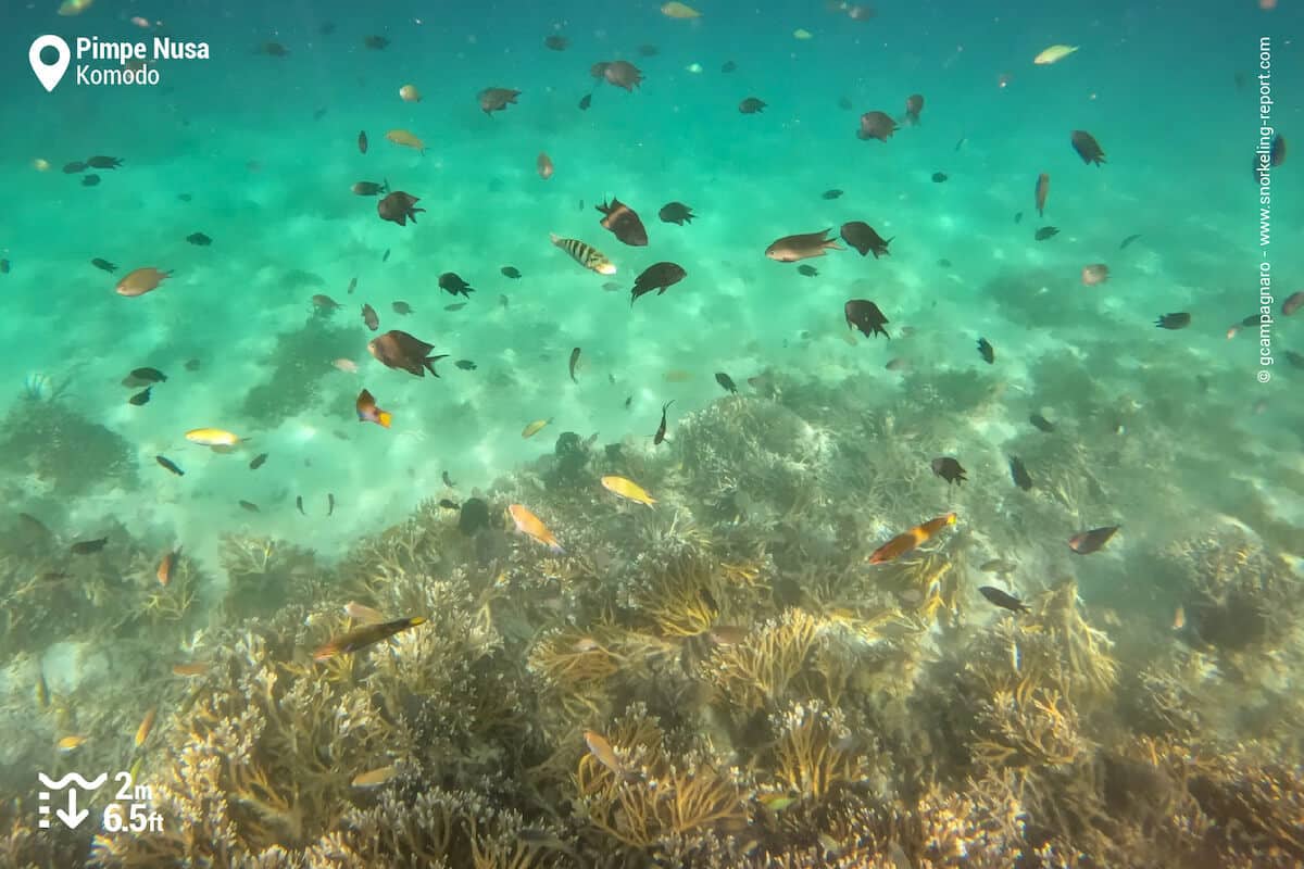 Damselfish and wrasse at Pimpe Nusa