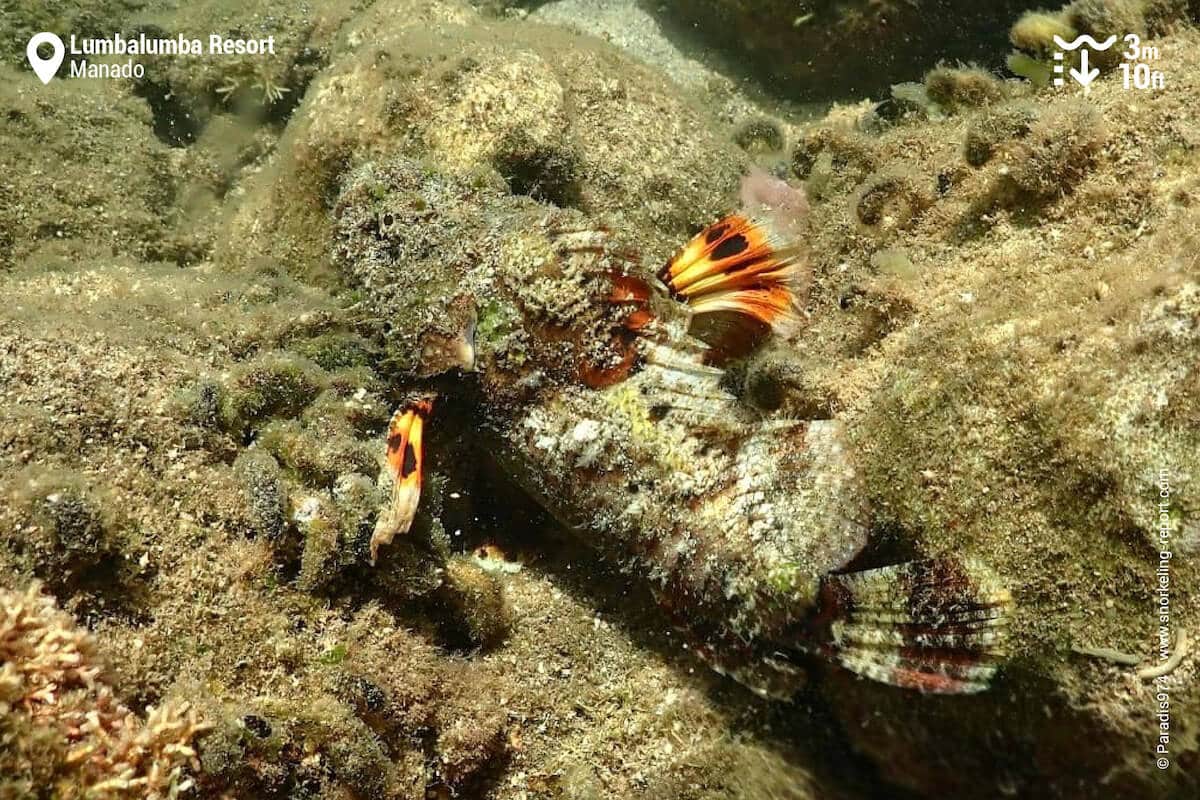 Devil scorpionfish at Lumbalumba Resort