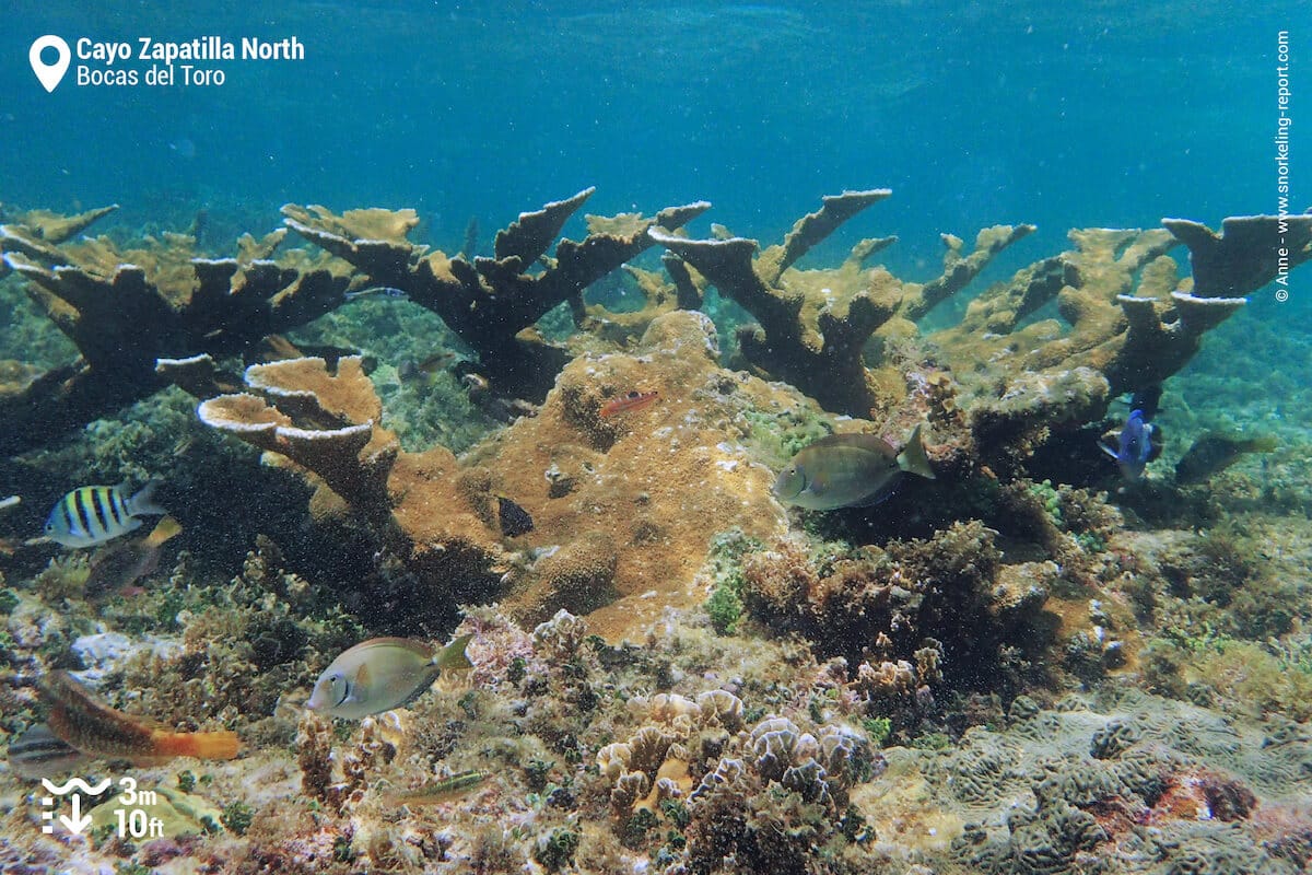 Elkhorn coral at Cayo Zapatilla North