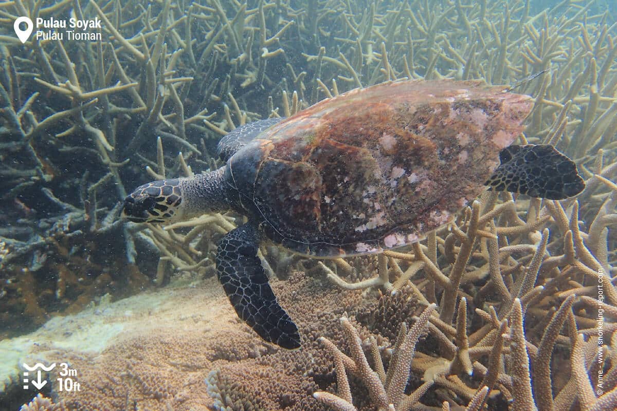 Hawksbill sea turtle at Pulau Soyak